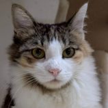 11月23日の君津店に参加する富津ねこネットの保護猫03