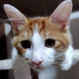 11月23日の君津店に参加する富津ねこネットの保護猫04