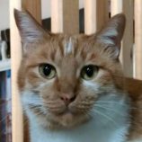 11月23日の君津店に参加する富津ねこネットの保護猫05