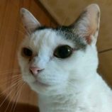 11月23日の君津店に参加する富津ねこネットの保護猫06