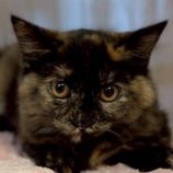 11月23日の君津店に参加する富津ねこネットの保護猫07