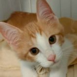 11月23日の君津店に参加する富津ねこネットの保護猫08