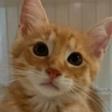 11月23日の君津店に参加する富津ねこネットの保護猫09