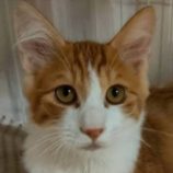 11月23日の君津店に参加する富津ねこネットの保護猫10