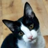 11月23日の君津店に参加する富津ねこネットの保護猫11