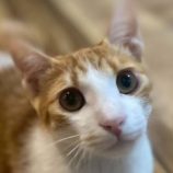 11月23日の君津店に参加する富津ねこネットの保護猫12