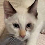 11月23日の君津店に参加する富津ねこネットの保護猫13