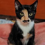 11月16日の古河店に参加するにゃんこの大冒険の保護猫01