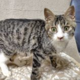 11月16日の古河店に参加するにゃんこの大冒険の保護猫02