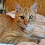 11月16日の古河店に参加するにゃんこの大冒険の保護猫03