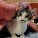 11月16日の古河店に参加するにゃんこの大冒険の保護猫04