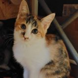 11月16日の古河店に参加するにゃんこの大冒険の保護猫06