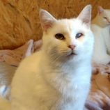 11月16日の古河店に参加するにゃんこの大冒険の保護猫07