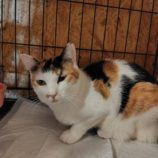 11月16日の古河店に参加するにゃんこの大冒険の保護猫08