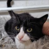 11月16日の古河店に参加するにゃんこの大冒険の保護猫09