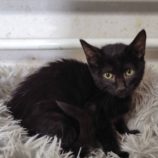 11月16日の古河店に参加するにゃんこの大冒険の保護猫10