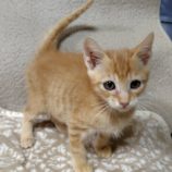 11月16日の古河店に参加するにゃんこの大冒険の保護猫11