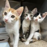 11月9日の瑞穂店に参加するまたたび家の保護猫01