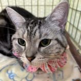 11月9日の瑞穂店に参加するまたたび家の保護猫02