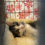 11月9日の瑞穂店に参加するまたたび家の保護猫05