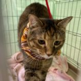 11月9日の瑞穂店に参加するまたたび家の保護猫06