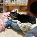 11月9日の瑞穂店に参加するまたたび家の保護猫07