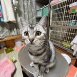 11月9日の瑞穂店に参加するまたたび家の保護猫08