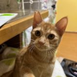 11月9日の瑞穂店に参加するまたたび家の保護猫10