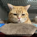 11月23日の瑞穂店に参加するまたたび家の保護猫01