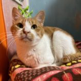 11月23日の瑞穂店に参加するまたたび家の保護猫02