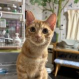 11月23日の瑞穂店に参加するまたたび家の保護猫03