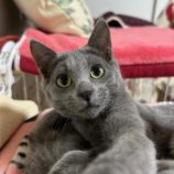 11月23日の瑞穂店に参加するまたたび家の保護猫04