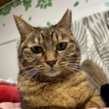 11月23日の瑞穂店に参加するまたたび家の保護猫05