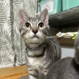 11月23日の瑞穂店に参加するまたたび家の保護猫09