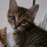 11月16日の新田店に参加する猫びよりの保護猫03