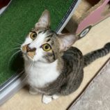 11月16日の新田店に参加する猫びよりの保護猫04