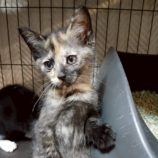 11月16日の新田店に参加する猫びよりの保護猫05