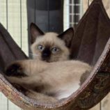 11月16日の新田店に参加する猫びよりの保護猫06