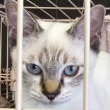 11月16日の新田店に参加する猫びよりの保護猫07