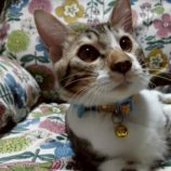 11月16日の新田店に参加する猫びよりの保護猫08