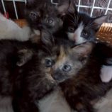 11月16日の新田店に参加する猫びよりの保護猫09