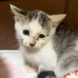 11月16日の新田店に参加する猫びよりの保護猫10