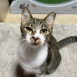 11月16日の新田店に参加する猫びよりの保護猫12