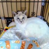 11月16日の新田店に参加する猫びよりの保護猫13