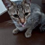 11月16日の新田店に参加する猫びよりの保護猫16