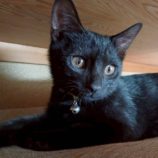 11月16日の新田店に参加する猫びよりの保護猫17