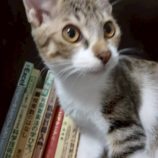 11月16日の新田店に参加する猫びよりの保護猫18