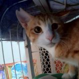 11月16日の新田店に参加する猫びよりの保護猫19