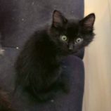 11月16日の新田店に参加する猫びよりの保護猫20