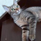 11月16日の新田店に参加する猫びよりの保護猫22